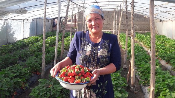 Jayhun tumanida yashovchi fermer Muyassara Yo‘ldosheva USAID loyihasi doirasida yetishtirgan qulupnaylarini namoyish etmoqda, 28-mart. (Husniddin Qo‘ziboyev)