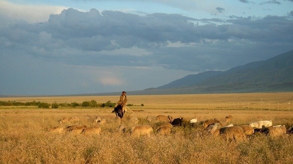 Қозоғистон даштларидаги чўпон. (Тогжан Ибраева/Wikimedia Commons)