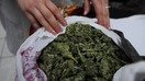 Қозоғистон ҳуқуқни муҳофаза қилиш ходимлари томонидан мусодара қилинган наша солинган қутилар, Олмаотадаги суд-тиббий экспертизаси маркази, 2009 йил май ойи. (Владимир Третяков)