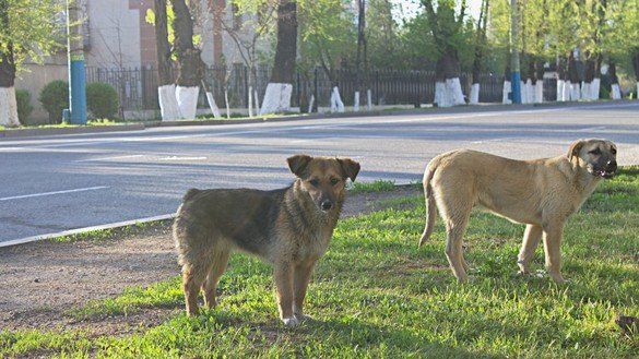 Dogs walk near an empty street in Taraz on April 18. Even stray animals seem surprised at the absence of people. [Aydar Ashimov]