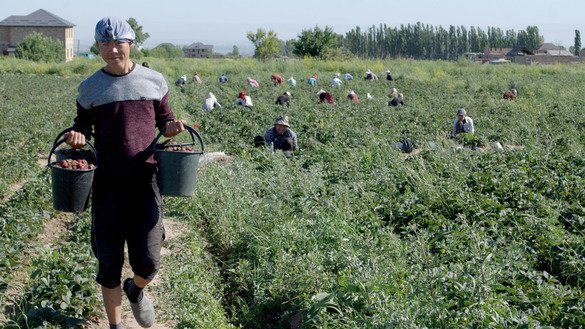 Seasonal workers harvest strawberries in the Kyrgyz village of Kok-Jar on June 1. [Maksat Osmonaliyev]