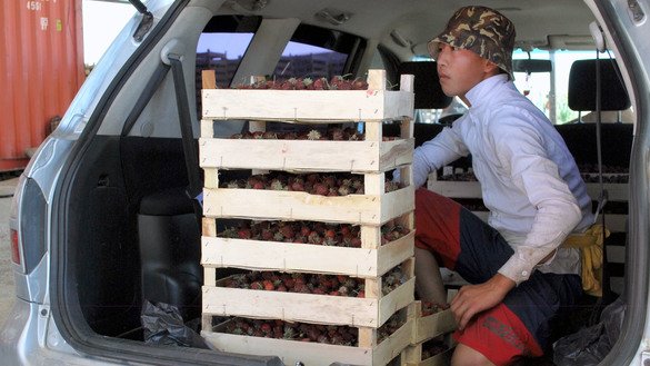 A worker in Kok-Jar village on June 1 transports boxes of strawberries to a packaging site before suppliers export them to Russia and Kazakhstan. [Maksat Osmonaliyev]