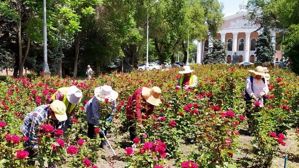 Workers at a Bishkek greenhouse weed a patch of roses on June 1. [Maksat Osmonaliyev]