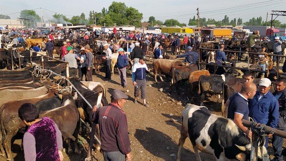 Сельские жители продают телят на рынке Сокулукского района Чуйской области. Кыргызстан, 7 июня. [Максат Осмоналиев]