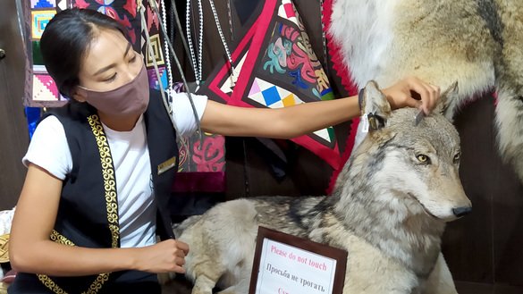 Meerim, a sales clerk in the Epos chain of souvenir stores, combs a stuffed wolfe to beautify its coat. "Souvenir sales have dropped, at a minimum, by about 95%," said Alisa Alexandrovna, an Epos store manager. Bishkek, July 29. [Maksat Osmonaliyev]
